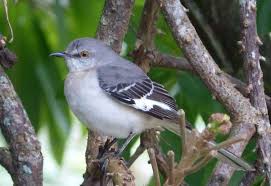 Birds Of Middle Tennessee Arkansas State Bird Northern Mockingbird State Birds Bird Arkansas State