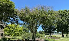 Heavy shade will reduce growth and flowering and will increase disease. Crapemyrtle Damage Decisions Decisions Institute News