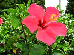 We did not find results for: Gambar Pokok Bunga Raya