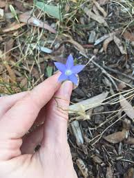 Image result for Wahlenbergia hookeri
