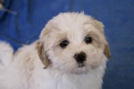 Puppies for sale from dog breeders near california. Teacup Havanese Puppies For Sale In California Bmo Show