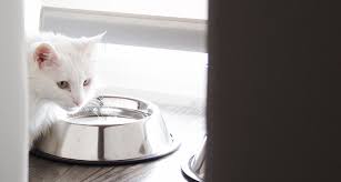 They should be nice and slippery, really moist, moyal says. How To Tell If Your Cat Is Dehydrated Gallant
