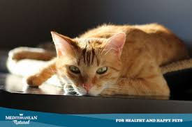 El gato es un felino digitígrado, que significa dedos de tigre. Mediterranean Natural 4 Caracteristicas Muy Curiosas Que Son Comunes En Los Gatos Naranjas