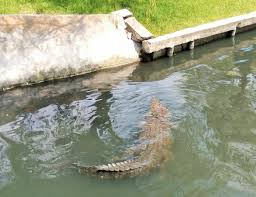 Hotels near canal de la cortadura; Cocodrilo Devora A Un Perro En La Laguna Del Carpintero Despertar De Tamaulipas Com