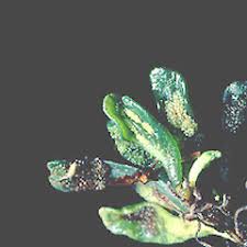 Image result for Grammitis