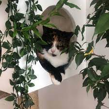 *rates are dependent on how far assignment is from pet sitters home, how many dogs, if medication management is needed and time length of assignment. The Pet Sitter Domestic Pets Home Club Me