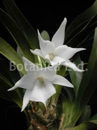 Image result for Angraecum cultriforme