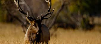 Elk Hunting In United States Bookyourhunt Com