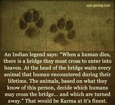 Pin By Trisha Mccarty On Fur Babies Animal Quotes