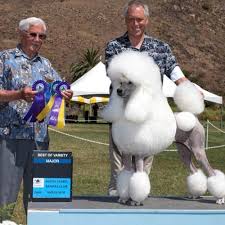Find a standard poodle on gumtree, the #1 site for dogs & puppies for sale classifieds ads in the uk. Akc Breeder Spotlight Oksana Fagenboym Of Rock Rolla Poodles