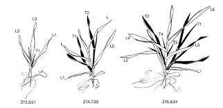 Zadoks Growth Scale Agriculture And Food