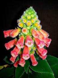 Image result for Kohleria