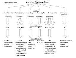 Animal Cell Flow Chart Diagram Nationalphlebotomycollege