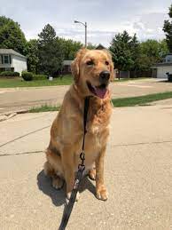 Dog training hoffman estates, il. 7 Paws A Week 17 Photos 32 Reviews Pet Sitting 1473 Glen Lake Rd Hoffman Estates Il Phone Number
