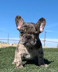 He is a more quiet and laid back puppy. Neighborhood Hero On Twitter 9 Week Old Exotic Merle Frenchie For Sale 4500 Full Papers And 2 Sets Of Shots Tap In Cleveland Ohio Will Ship Anywhere Fees Will Be Included