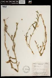 Image result for Sphaeranthus flexuosus
