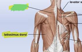 The human back, also called the dorsum, is the large posterior area of the human body, rising from the top of the buttocks to the back of the neck. Human Gross Anatomy Oiia Back Muscles Flashcards Quizlet
