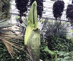 Alice 2 0 Chicago Botanic Garden Chicago Botanic Garden Titan Arum Beautiful Blooms