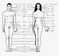 Imagine that you are in an english speaking country and you need to see a doctor, for example. Transparent Human Body Outline Png Body Parts Name In Arabic Png Download Vhv