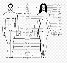 February 1, 2021february 2, 2021. Cerc Pericol Experimental Female Body Parts Pictures Name Jadefitzgeraldcomedy Com