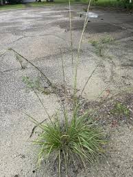 Image result for Sporobolus festivus