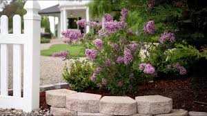 Check spelling or type a new query. Bloomerang Purple Reblooming Lilac Syringa X Proven Winners