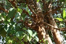 Image result for Ficus sur