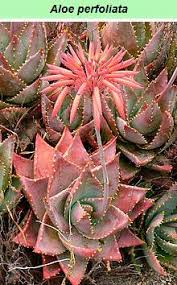 Image result for Aloe christianii