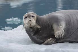 How To Identify Common And Grey Seals Aka Harbour And Gray