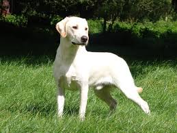Die formel 1 muss bei ihrem dritten saisonrennen in ungarn erstmals harte auflagen befolgen. Formel 1 Labrador Hvad Er Det