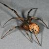 Like many spiders, the black widow spider eats other arachnids and insects that get caught in their webs. Https Encrypted Tbn0 Gstatic Com Images Q Tbn And9gcri6shxnphhsor3h1ukjxecia6wmditlgsdnn9zbi Wyqph6trv Usqp Cau