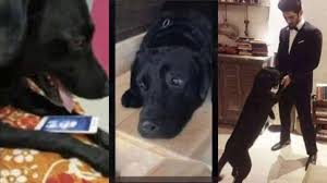 Actor sushant singh rajput found dead in mumbaiactor sushant singh rajput kills himself#sushantsinghdead #trendingnews_sushantsingh #jituaman. Fact Check Sushant Singh Rajput S Dog Fudge Is Not Dead Celebrities News India Tv
