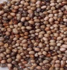 Image result for Sphenostylis