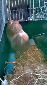 Check spelling or type a new query. Syrian Hamster Variations Wikipedia