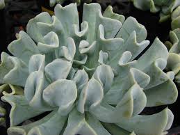 Maybe you would like to learn more about one of these? 7 Tipos De Echeveria Y Sus Cuidados Jardineria On