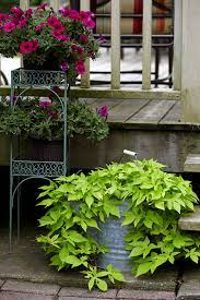 Place the sweet potato in a container of water. Can I Eat The Tubers Of Ornamental Sweet Potato Vines That I Had In Containers Better Homes Gardens