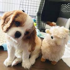 19 Foods Cavalier King Charles Spaniels Go Crazy For The Paws Cavalier King Charles Dog King Charles Dog King Charles Cavalier Spaniel Puppy