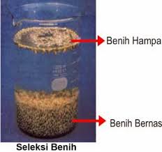 Mar 22, 2017 · benih yang bermutu baik merupakan faktor yang penting dalam rangkaian budidaya tanaman, langkah awal yang tepat akan menuai hasil yang maksimal. Cara Memilih Benih Padi Yang Baik Dan Berkualitas Pejuang Pangan