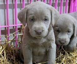 A confirmation of your deposit will be sent to you. View Ad Labrador Retriever Puppy For Sale Near Iowa Marcus Usa Adn 168588