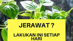 Asam urat sembuh total hanya dengan daun sirih cina !!! Usir Jerawat Membandel Dengan Rebusan Daun Sirih Cina Atau Daun Suruhan Pegiat Literasi Com