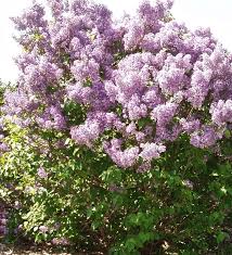 Image result for Syringa prestoniae