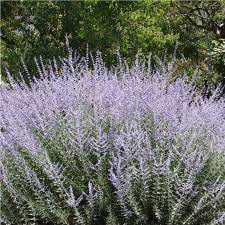 Russian sage perovskia atriplicifolia lacey blue from growing colors. Plants Of Russian Sage Perovskia Atripicifolia T O G