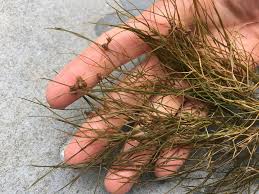 Image result for Stuckenia