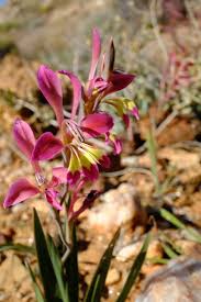 Image result for Gladiolus trichonemifolius