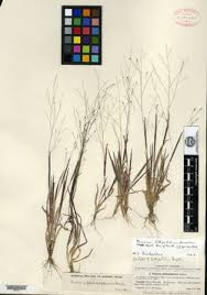 Image result for Panicum madipirense