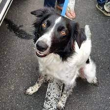 Always take the time to tell your friend what he/she has done right or wrong. Pepper Medium Female Border Collie Mix Dog In Qld Petrescue