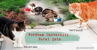 Bonded pets, a pair of animals that for whatever reason are strongly attached to each other, can show signs of anxiety and depression when separated from each other. What You May Not Know About Feral Cats Meet The Fordham Campus Cats Cat Wisdom 101 Everything Feline Since 2011