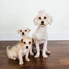 Maybe you would like to learn more about one of these? Tucson Az Pima County Small Dog Rescue Pima County Dog Daycare