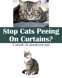 15 Captivating Cat Spraying Smell Litter Box Spray