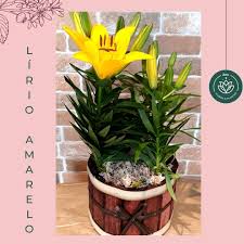 Flores blancas plantas flores blancas flores y plantas. Zen Flores E Plantas Posts Facebook